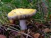 Komend weekend: paddenstoelenweekend