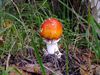 Komend weekend: paddenstoelenweekend