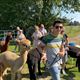 Teambuilding met alpaca's