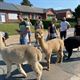 Teambuilding met alpaca's