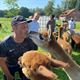 Teambuilding met alpaca's