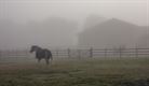 Ochtendlijke mist