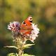 Lommelse natuur nog eens wat dichterbij