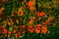 Gouden kleuren van de herfst