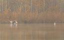 Vogels in de Sahara