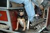 Dierenzegening in SHLille