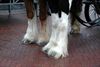 Dierenzegening in SHLille