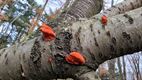 Ogen open houden in het bos