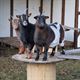 Prachtige kerststal in Kattenbos