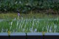 Lente in zicht