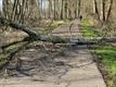 Stormschade wordt opgemeten, veel omgevallen bomen