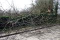 Stormschade wordt opgemeten, veel omgevallen bomen