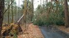 Ook windval in het Kolisbos