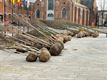 Nieuwe bomen op het Beringse marktplein