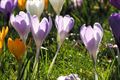 Lente in Beringen