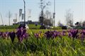 Lente in Beringen