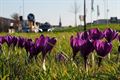 Lente in Beringen