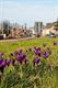 Lente in Beringen