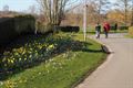 Stad Beringen plantte 35.000 bloembollen