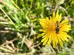 140 soorten wilde bijen en wespen gespot