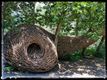 Fietsen door de bomen