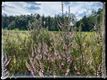 Groene wandelroute Koersel