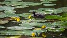 Fauna en flora op donderdag