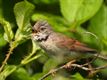 Fauna en flora op donderdag