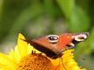 Fauna en flora op donderdag