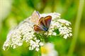 Fladderend genieten van de natuur