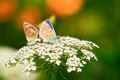 Fladderend genieten van de natuur