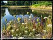 Bijenwandeling