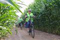 Okra Koersel fietst door de maïs