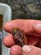 Opnieuw kopschildkreeftjes gespot in Bosland