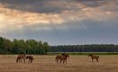 De heide bloeit... en meer