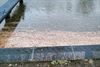 Vervuiling? Welke vervuiling?