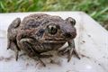 Ecologische stapstenen voor de knoflookpad