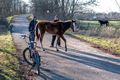 Paarden ontsnapt bij het Hageven