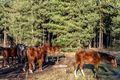 Paarden ontsnapt bij het Hageven