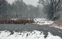 Sneeuw in het Hageven