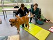 Honden genieten van een heerlijke massage