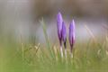 Natuur op 1 maart
