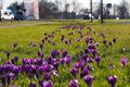 De mooie kleuren van de lente