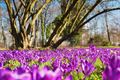 De mooie kleuren van de lente