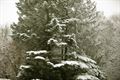 Verse sneeuw in maart