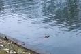 Een bever in het kanaal