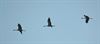 Kraanvogels over Maatheide