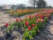 Zelfpluktuinen voor tulpen