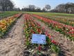 Zelfpluktuin voor tulpen in Beringen