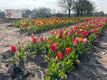 Zelfpluktuin voor tulpen in Beringen